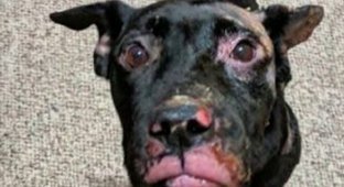 Лишившись дома и щенков, собака пострадала при пожаре, и хозяева решили усыпить ее (5 фото)