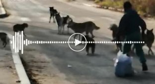 Бродячие псы оккупировали детские площадки в ХМАО