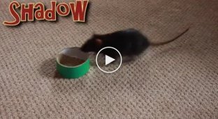 Невероятные трюки обученных мышей