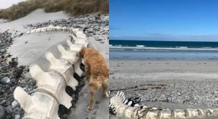На пляже обнаружили огромный скелет загадочного существа (7 фото)