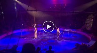 Цирк Багдасаровых. Тигр упал в обморок с судорогами на представлении цирка в Магнитогорске