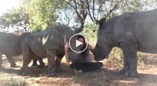 Детеныш носорога хочет ласки