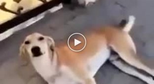 Собака атаковала провоцировавшую её девушку
