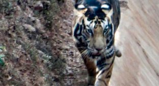 В Индии нашли тигра с необычным окрасом (3 фото)