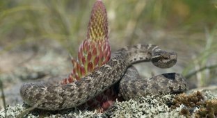 Самые опасные змеи в России (5 фото)