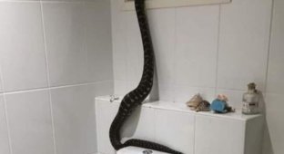 В Австралии семья обнаружила ночью в своей ванной гигантского питона (4 фото)