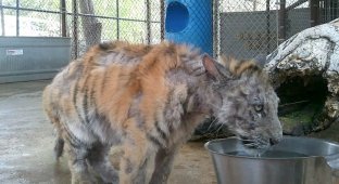 Изможденного тигренка спасли из цирка. Преображение! (8 фото)