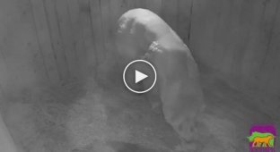 Впервые за 32 года в Ростовском-на-Дону зоопарке родился белый медвежонок