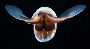 Монстр из глубин Мирового океана (19 фото)