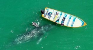 Видео: самка кита с детенышем подплыли к лодке и позволили себя погладить (5 фото)