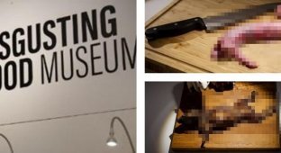 Бычий пенис, дуриан и кое-что еще: в Швеции открывают музей отвратительной еды (7 фото)