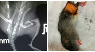 "Плакала человеческими слезами": врачи Уфы прооперировали крыску, сломавшую бедро (4 фото)
