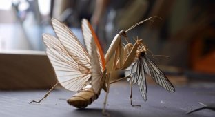 Невероятные скульптуры насекомых из бамбука (12 фото)