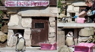 Самка пингвина из Йоркширского зоопарка отмечает 30-летие (8 фото)