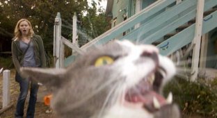Забавные кошки, испортившие кадр (27 фото)