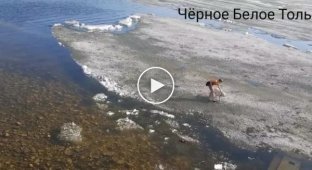 Собака убежала на лед и ей понадобилась помощь