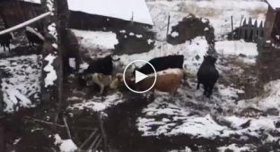 Жизнь в Сибири тяжелая и жестокая. Алабай напал на коров