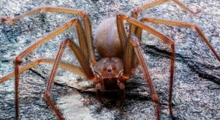 Ученые обнаружили в Мексике новый вид пауков, чей укус вызывает гниение плоти (2 фото)
