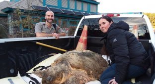 Американские экологи обнаружили сотни морских черепах, замерзших насмерть у берегов Кейп-Кода (3 фото)