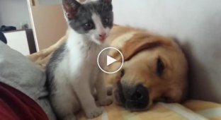 Активный котенок против ленивого пса