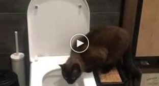 Как приличные коты ходят в туалет