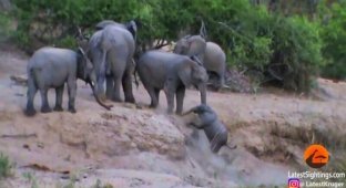 Группа слонов помогла слонёнку забраться на выступ, который он никак не мог покорить (2 фото + 1 видео)