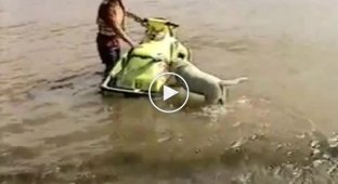 Собака и водный мотоцикл