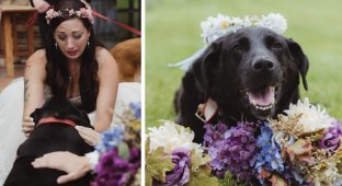 Умирающий пес из последних сил противостоял болезни, чтобы увидеть свадьбу своей хозяйки (9 фото)
