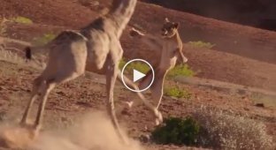 Львица напала на жирафа и очень скоро пожалела об этом