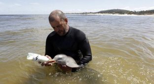 Спасенный детеныш дельфина (8 фото)