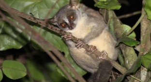 В Африке найден новый вид приматов (5 фото)