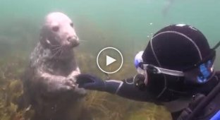 Путешествуя под водой, парень познакомился с забавным тюленем