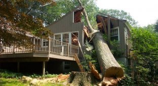  Дерево упало на дом (3 Фото)