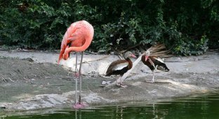 10 фотографий уток, которые думают, что они фламинго (11 фото)