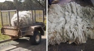 В Австралии овцу спасли от собственной шерсти (7 фото)