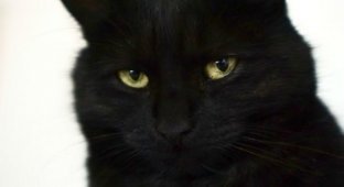 10 замурчательных фактов о черных кошках (12 фото)