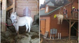 Любопытная лошадь прокралась на чердак за сеном, но вскоре пожалела об этом (7 фото)