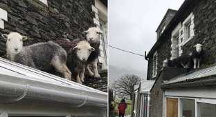 Пропавшие овцы спрятались на самом видном месте (5 фото + 1 видео)