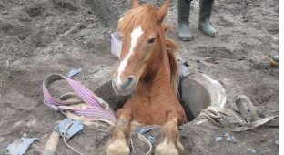 Спасатели помогли лошади выбраться из колодца (4 фото)