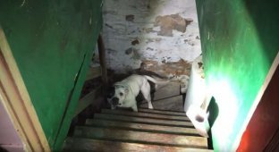 Сюрприз на цепи: мужчина купил старый дом, а в его подвале обнаружил брошенную собаку (4 фото + 1 видео + 1 гиф)