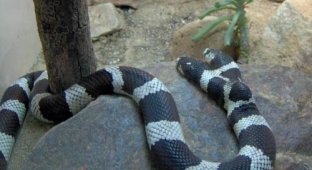  Двуглавый змей (6 Фото)