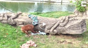 Перетягивание каната в исполнении орангутана и семейства выдр