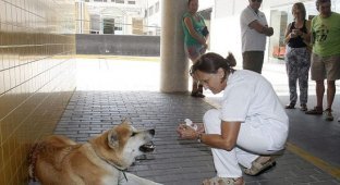 Собака 6 дней ждала хозяйку у дверей больницы (3 фото)