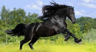 Фризская лошадь (5 фото)