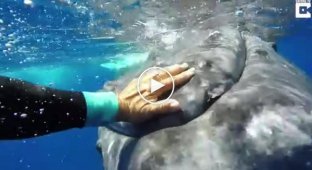 Горбатый кит спас женщину от нападения тигровой акулы