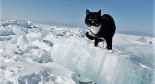 Как путешественник из Нижнего Тагила объехал Байкал на велосипеде с котом (10 фото)