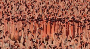 Миллионы розовых фламинго (21 фото)