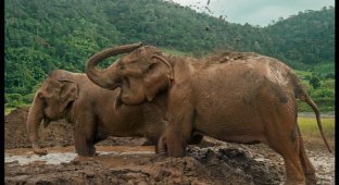Слоны наконец на свободе! Их выкупили и выпустили после долгих лет рабства (7 фото + 1 видео)