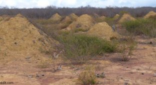 В Бразилии нашли систему термитников возрастом 3800 лет и площадью с три Курганских области (3 фото)