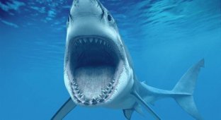 Челюсти: 5 глупых мифов об акулах (5 фото)